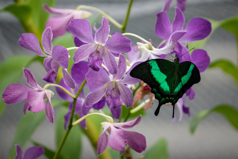 Papilio palinurus + Dendrobium