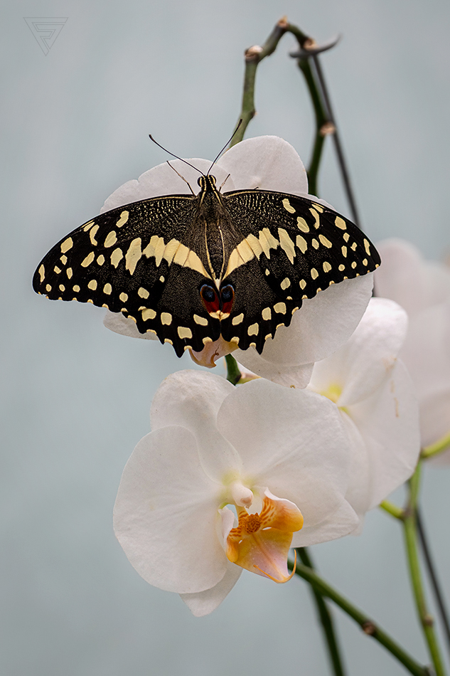 Papilio demoleus + Phalaenopsis