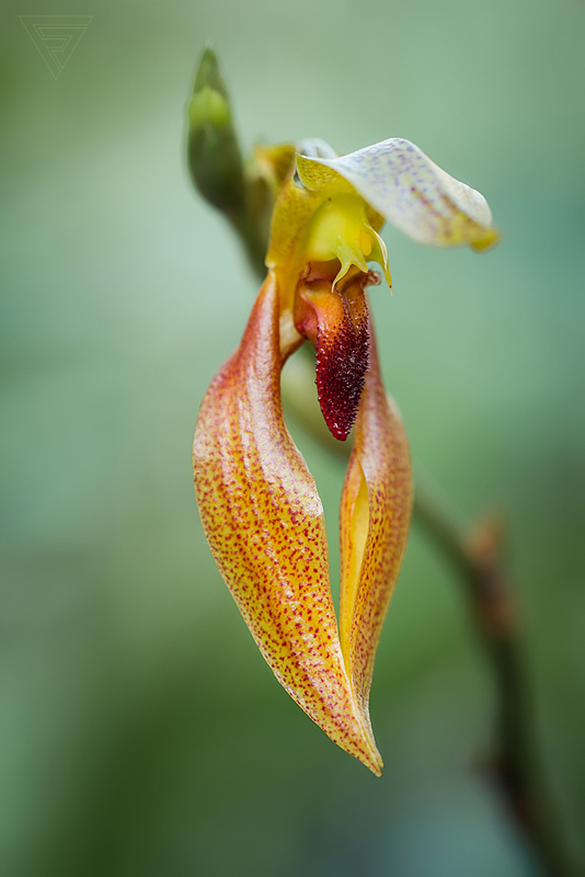 Bulbophyllum mearnsii Red