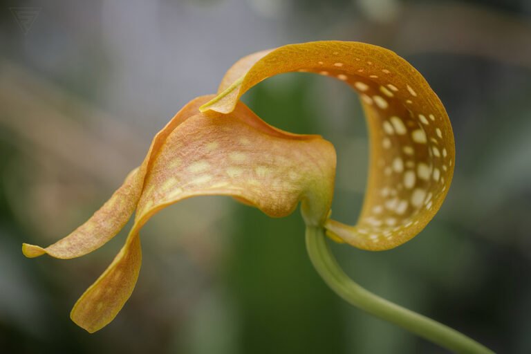 Bylbophyllum grandiflorum