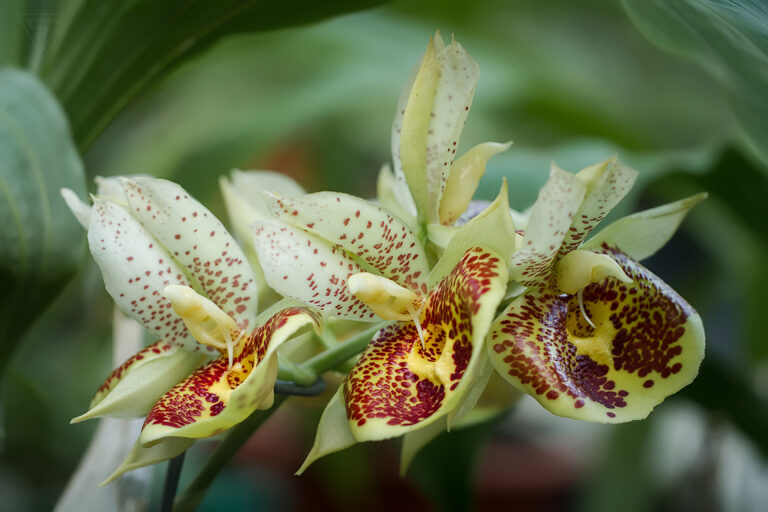 Catasetum Pileatum