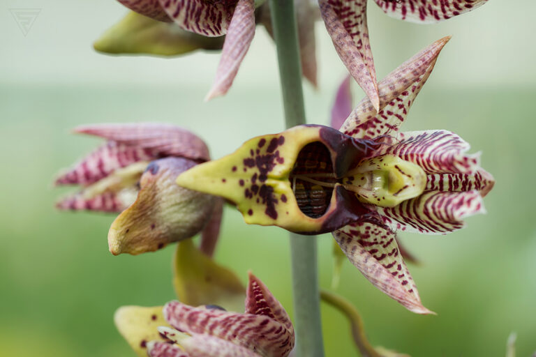 Catasetum naso