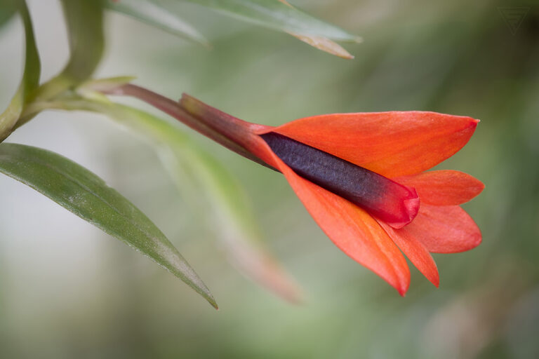 Dendrobium pentapterum