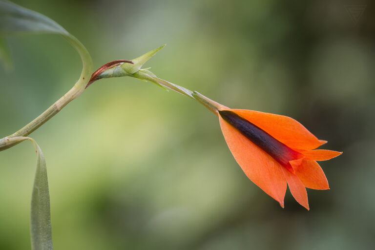 Dendrobium pentapterum