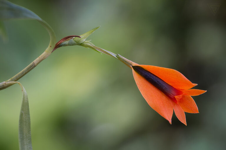 Dendrobium pentapterum