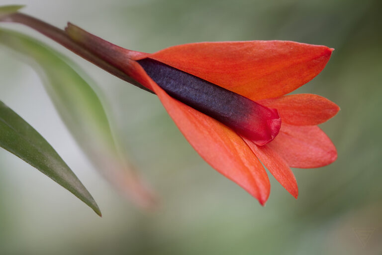 Dendrobium pentapterum