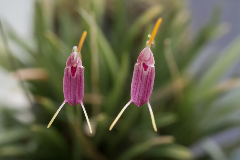 Frisetella triglochiri