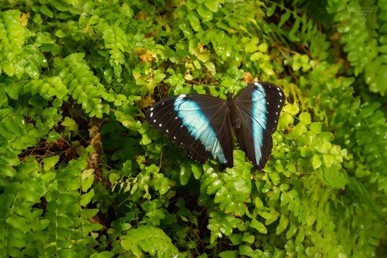 Morpho achilles