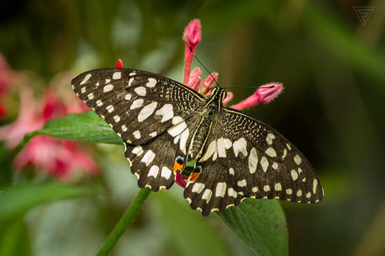 Papilio demoleus