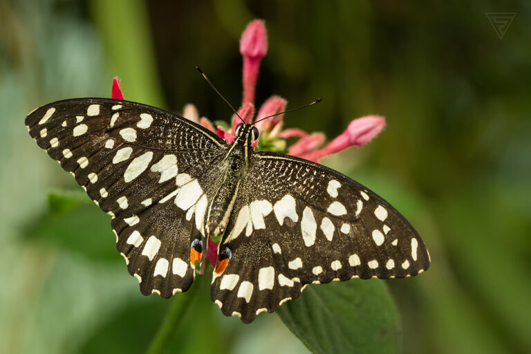 Papilio demoleus