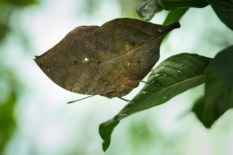 Kallima inachus