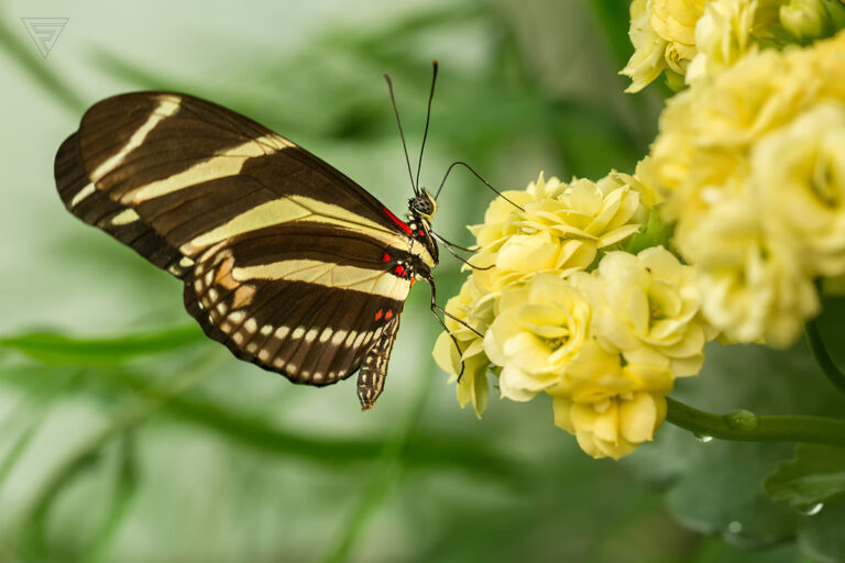 Heliconius