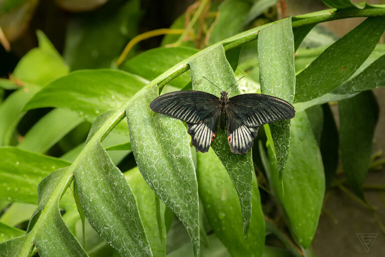 Papilio rumanzovia