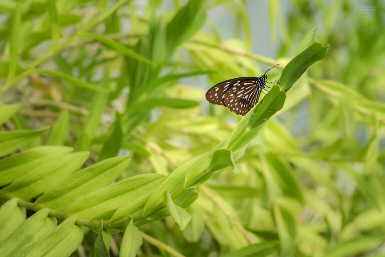 Tirumala septentrionis