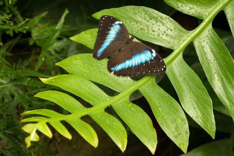 Morpho achilles