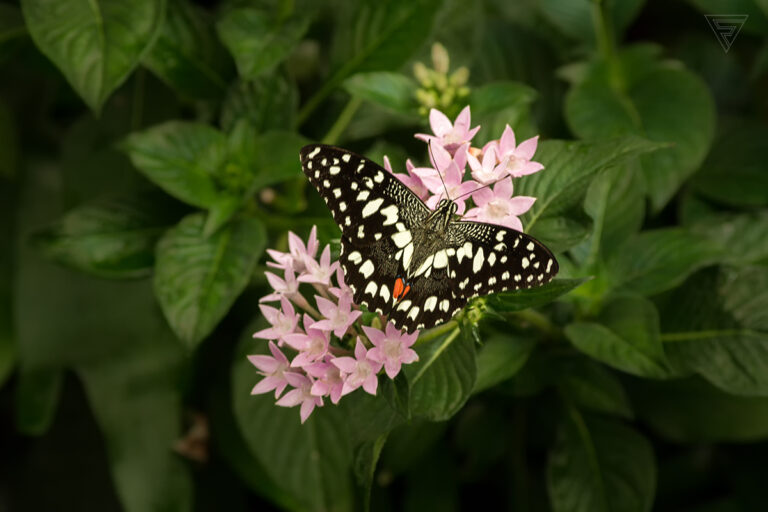 Papilio demoleus