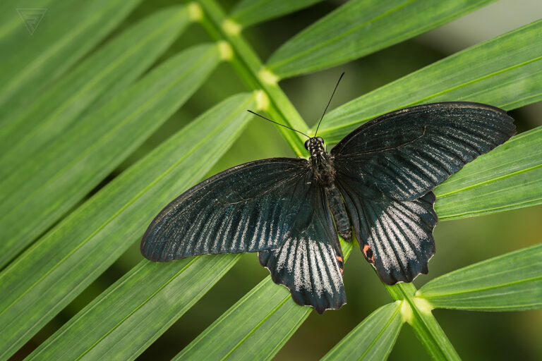 Papilio rumanzovia