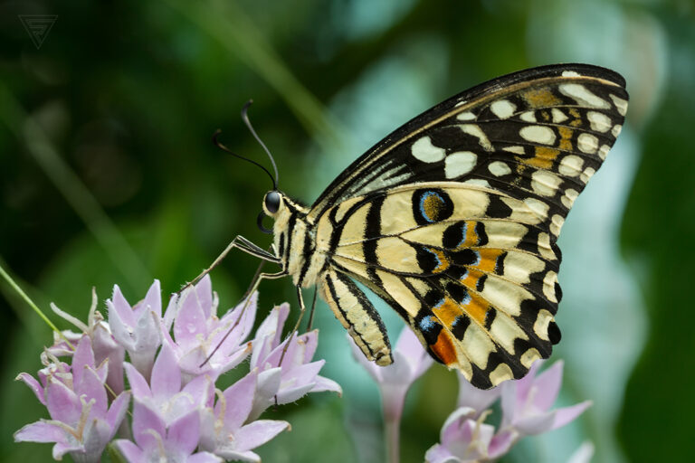 Papilio demoleus