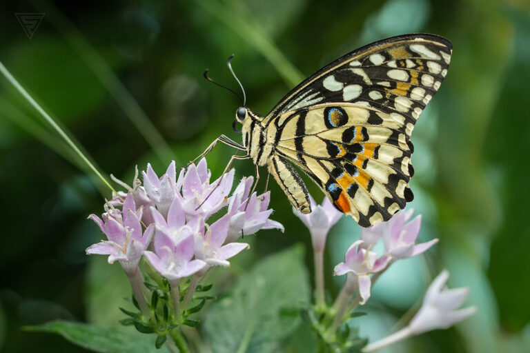 Papilio demoleus