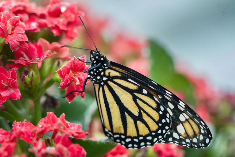 Danaus plexippus