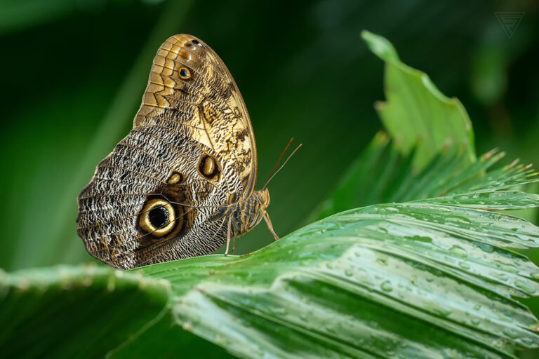 Caligo memnon