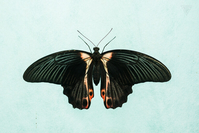 Papilio rumanzovia
