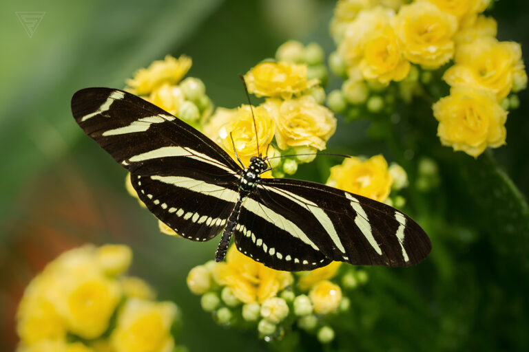 Heliconius charitonious