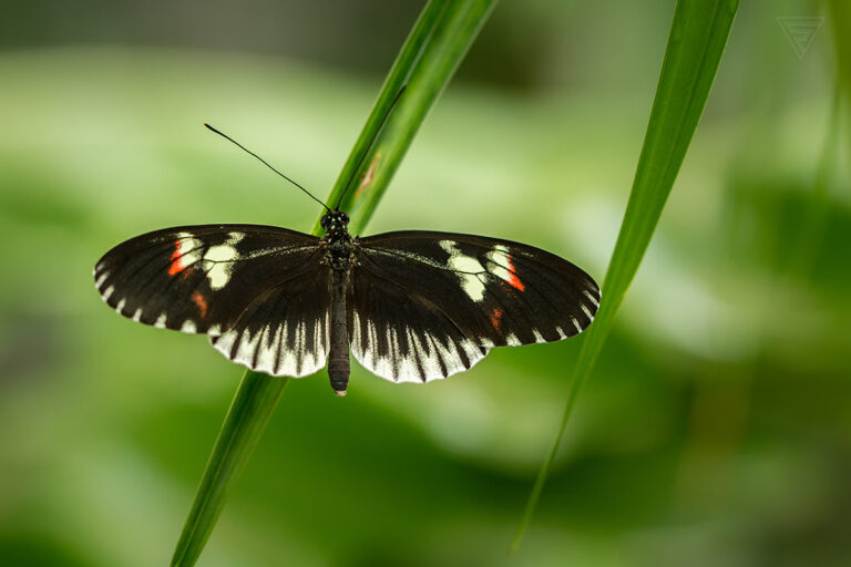 Heliconius