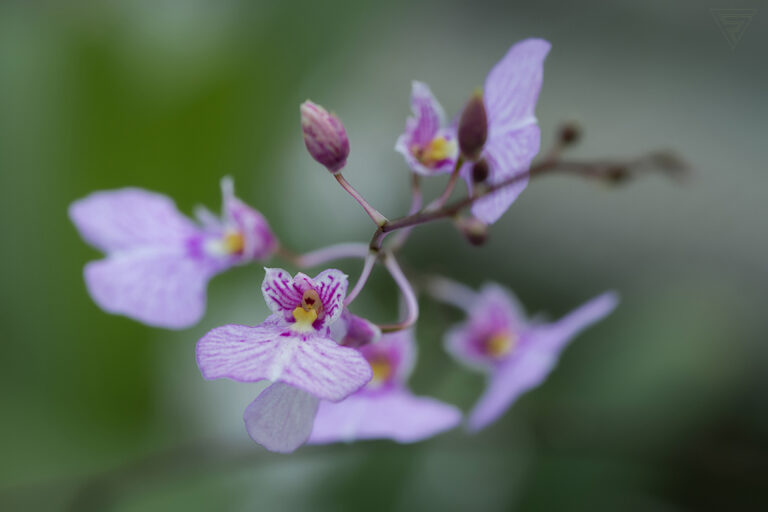 Ionopsis utricularioides