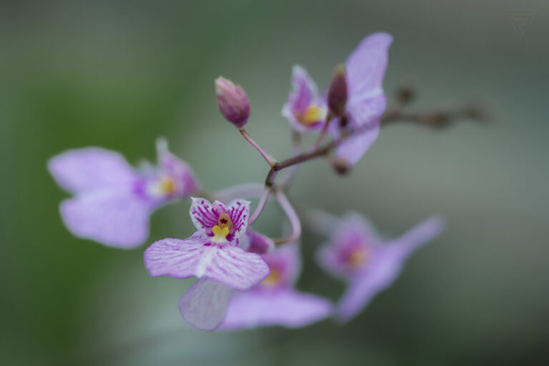 Ionopsis utricularioides