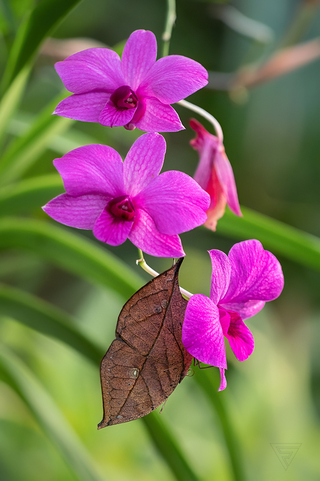 Kallima inachus + Dendrobium