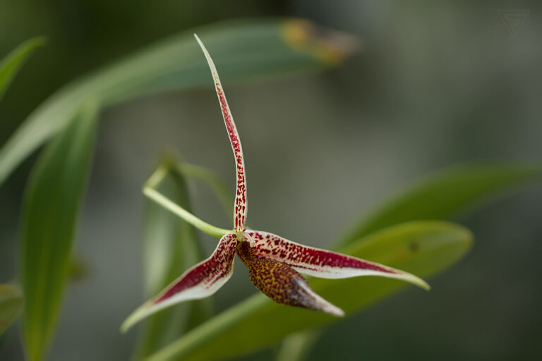 Mapalochilus aristilabris