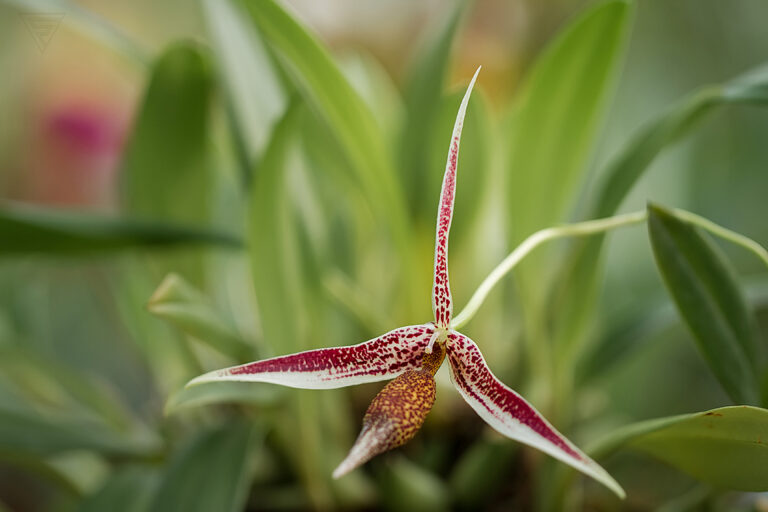 Mapalochilus aristilabris