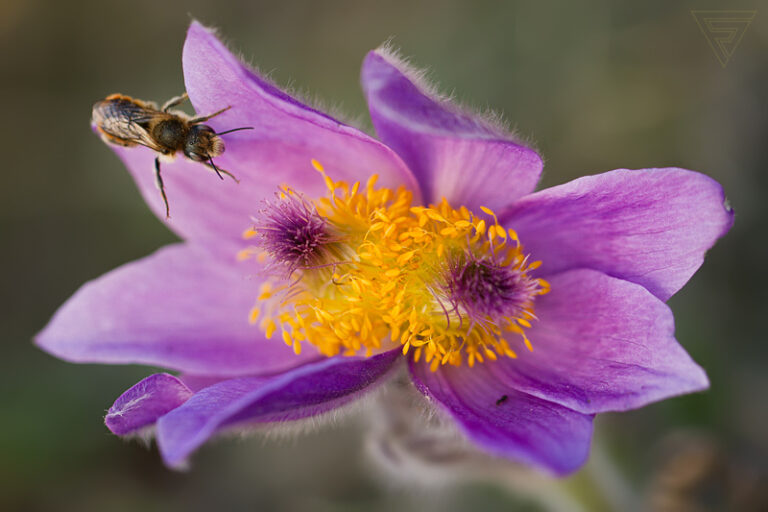 Koniklec velkokvětý / Pulsatilla grandis