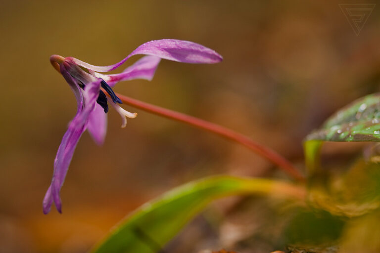 Kandík psí zub / Erythronium dens-canis