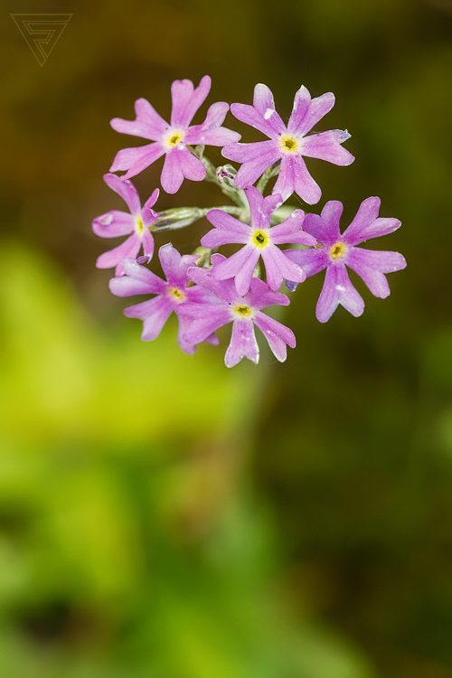 Prvosenka pomoučená / Primula farinosa