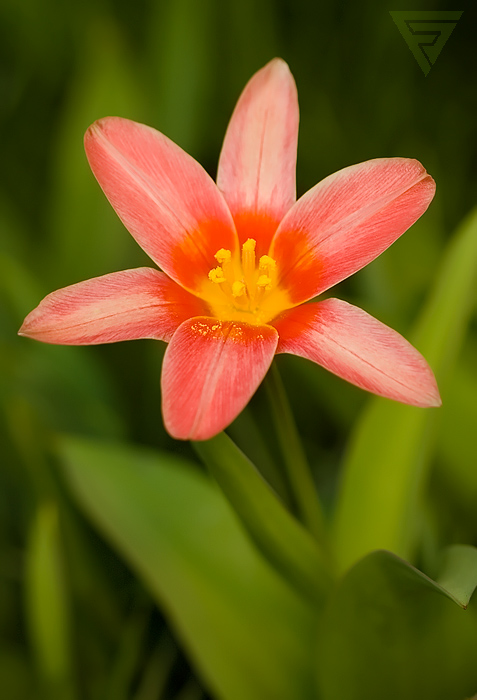 Tulipán ze zahrádky