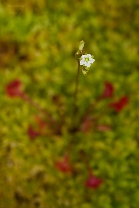 Rosnatka okrouhlolistá / Drosera rotundifolia