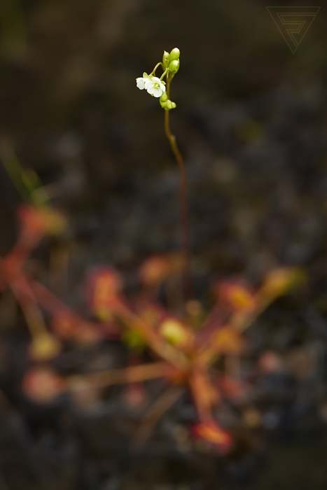 Rosnatka okrouhlolistá / Drosera rotundifolia
