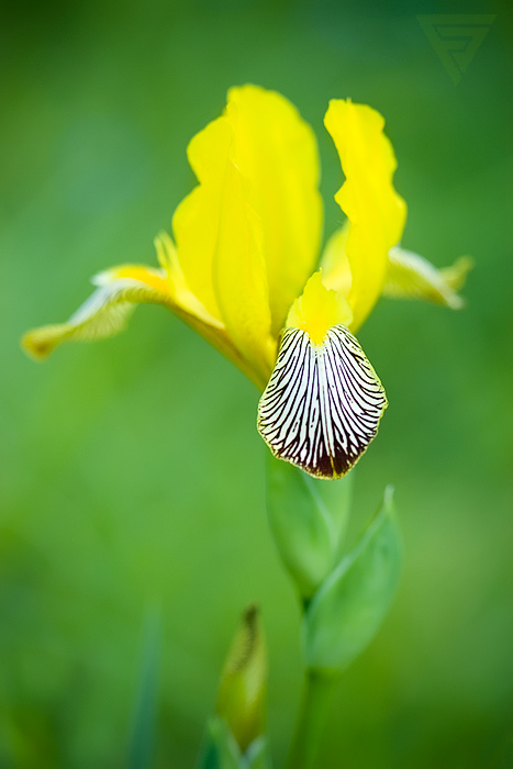 Kosatec různobarvý / Iris variegata