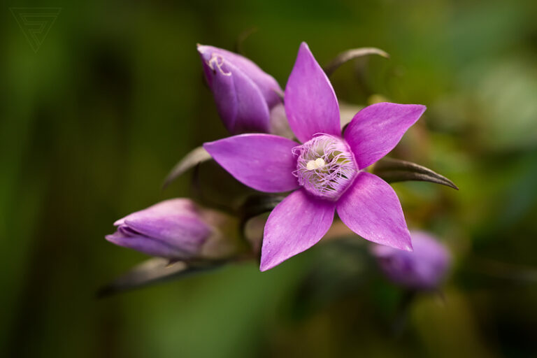 Hořeček mnohotvarý český / Gentianella praecox subsp. bohemica