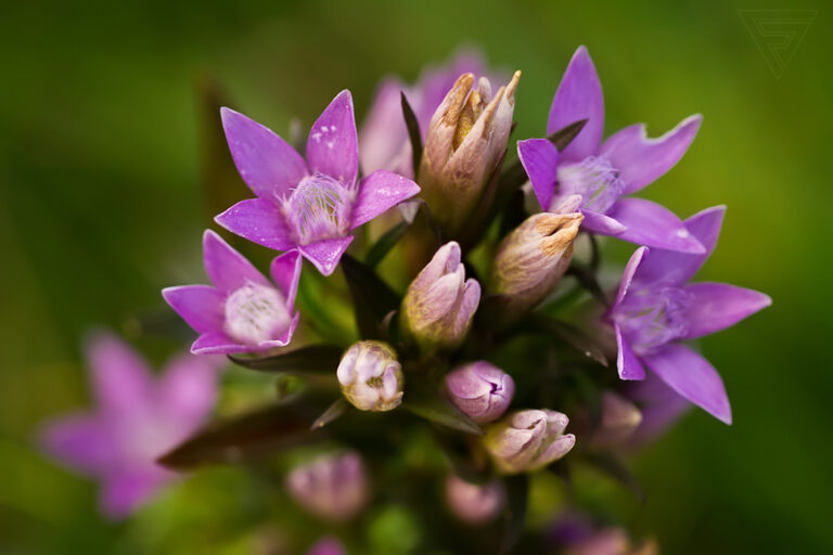 Hořeček mnohotvarý český / Gentianella praecox subsp. bohemica